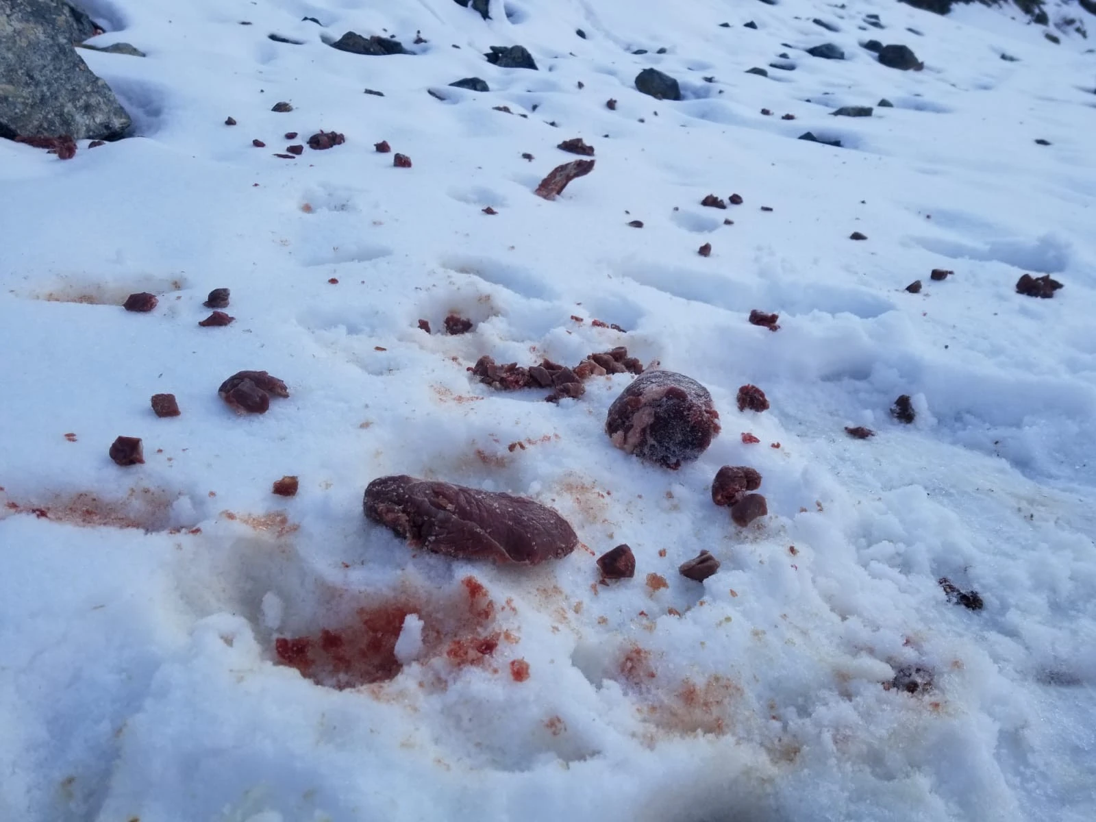 Esnaftan yaban hayvanları için et topladı, doğaya bıraktı