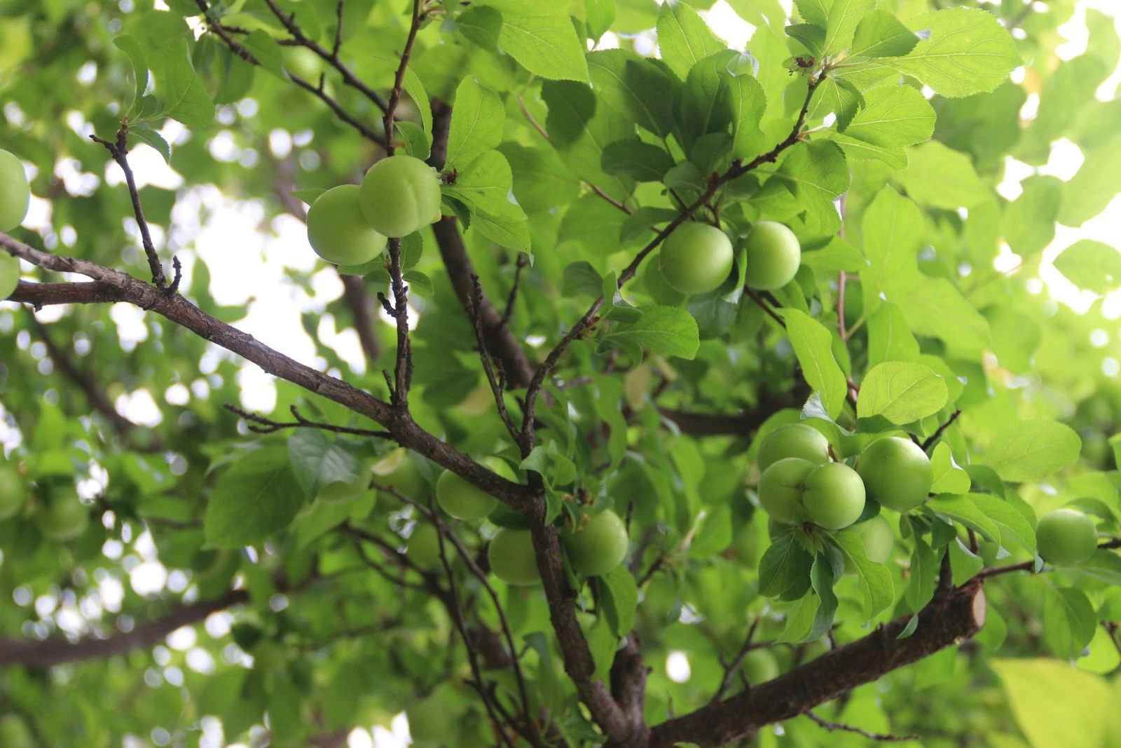 Eriğin tanesi dalında 10 lira