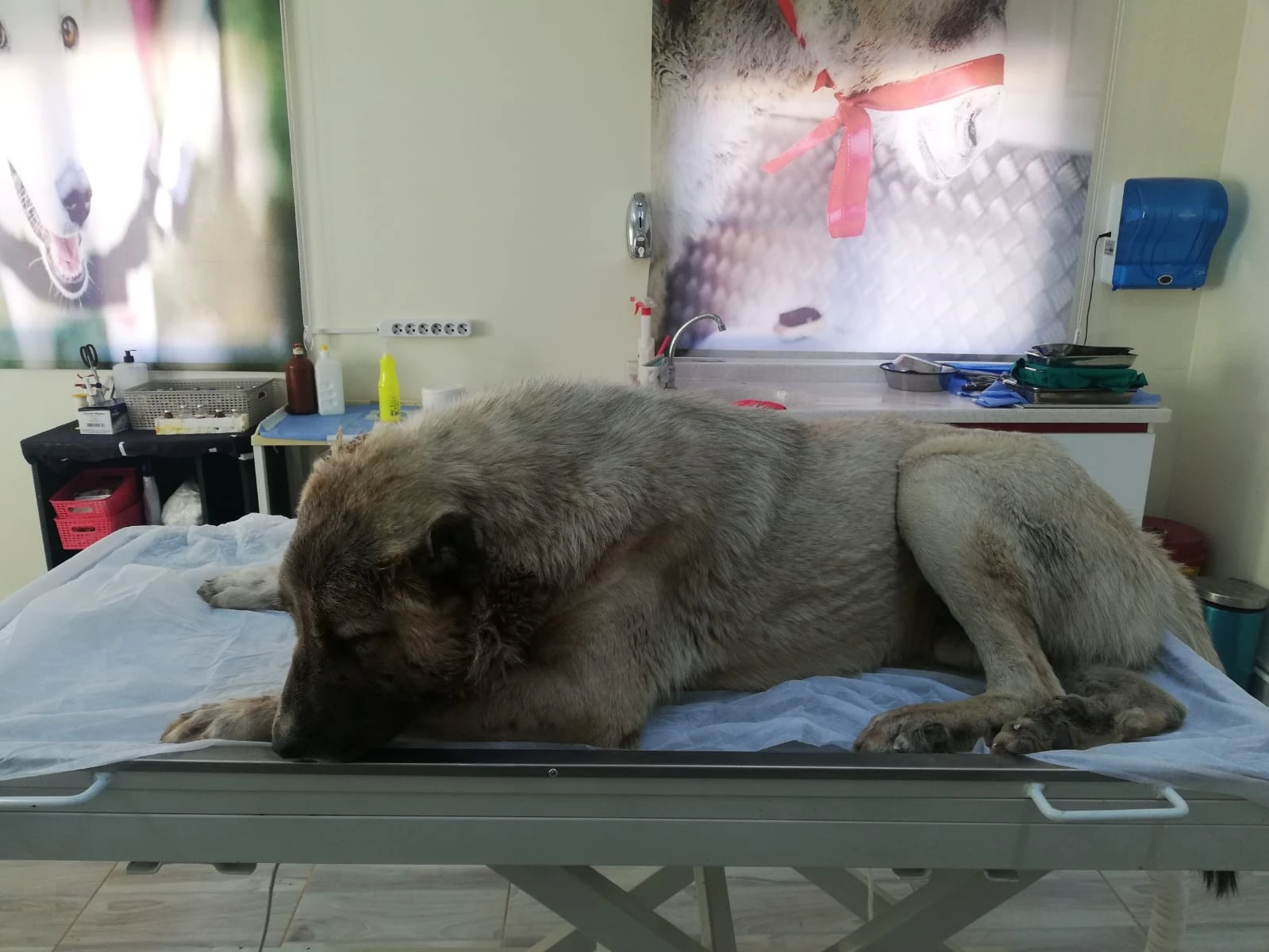 Vücuduna 150 saçma isabet eden köpek, yaşama tutunmaya çalışıyor