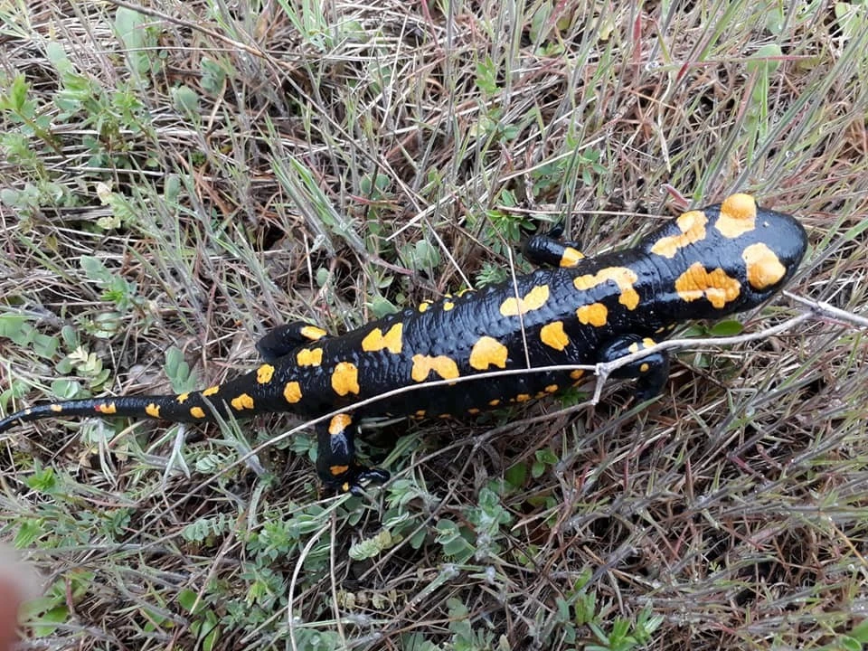 Adana'da nesli tükenmekte olan semender bulundu