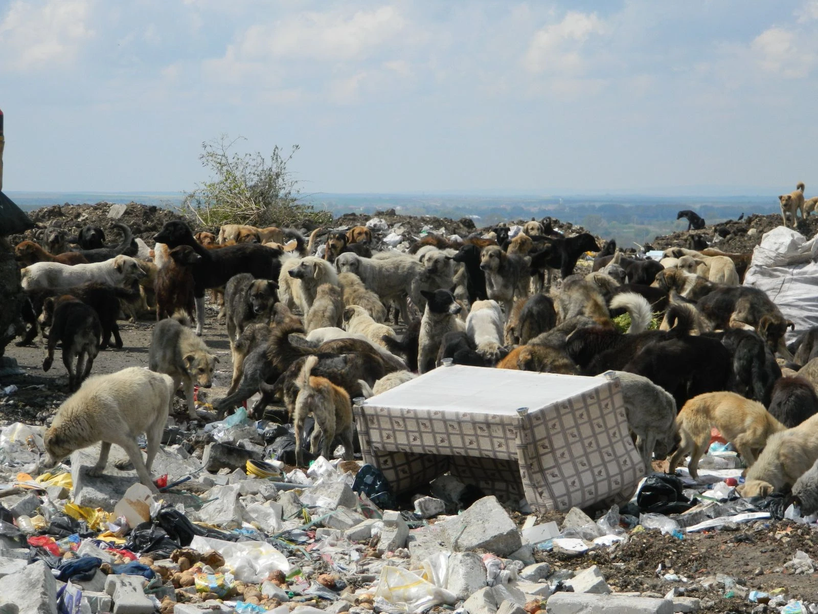Çöplükteki onlarca hayvanı doyurdular