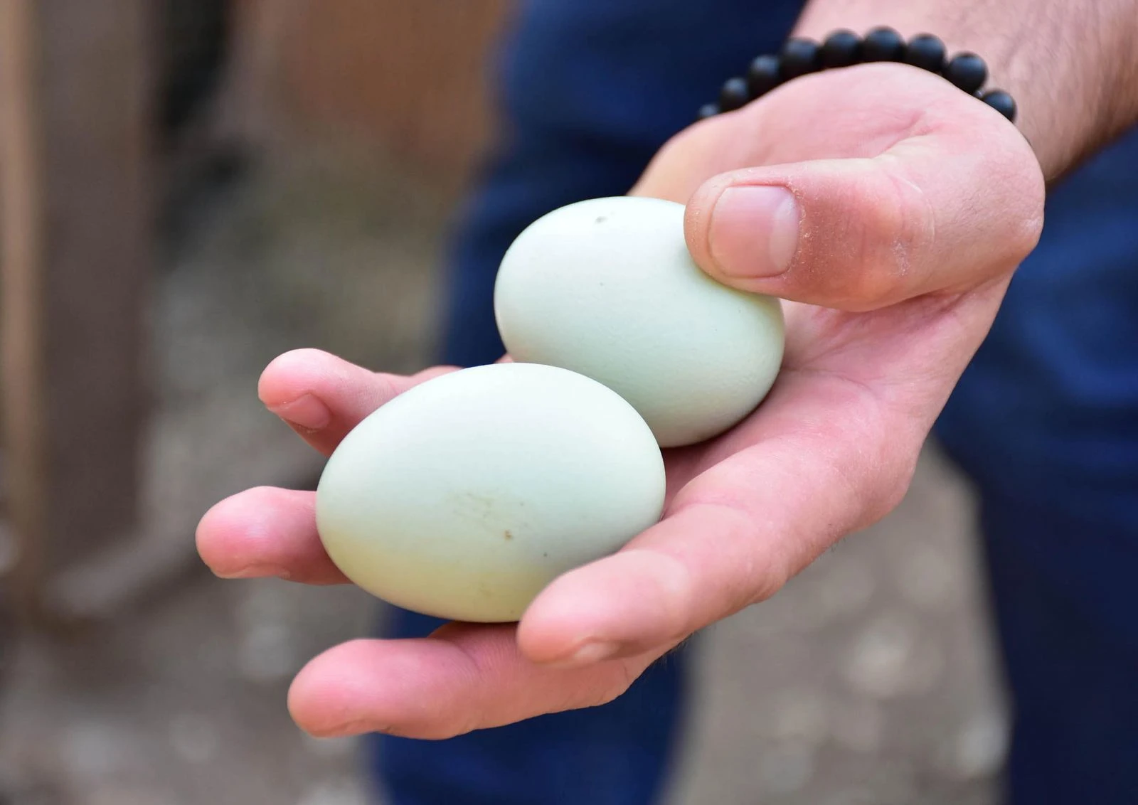 Bu tavuklar mavi yumurtluyor
