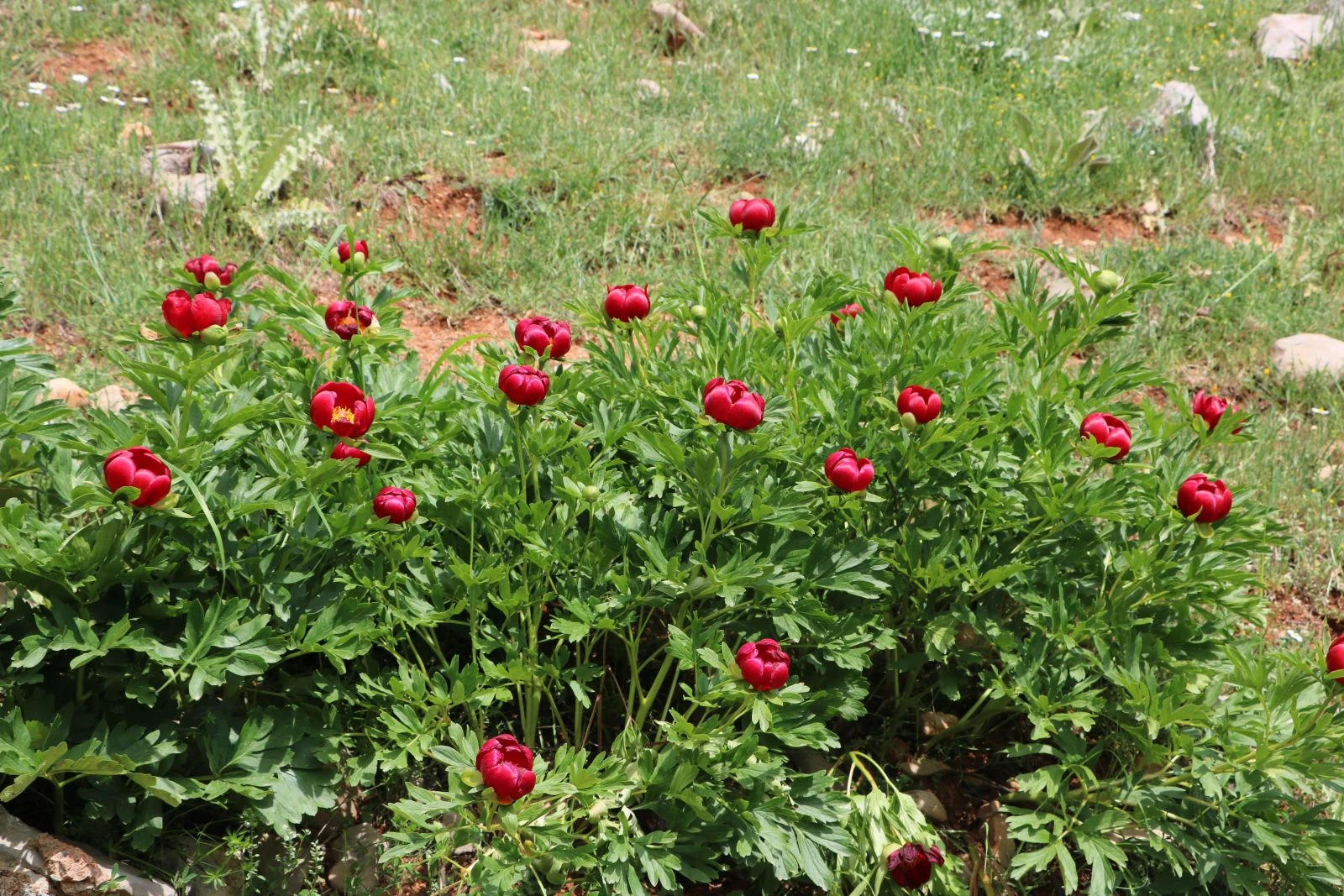 'Ayı gülü' açtı... Koparmanın cezası 60 bin lira