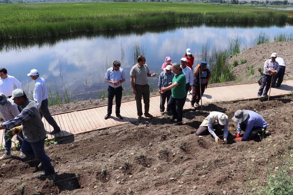 Kaz gölüne 3 bin adet lavanta dikildi