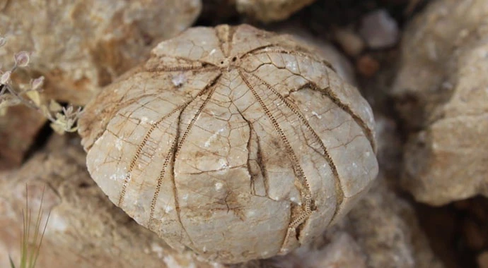 Adıyamanlı çoban 85 milyon yıllık fosil buldu