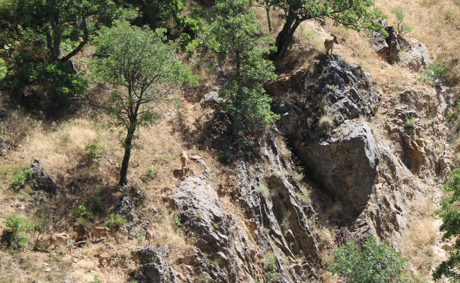 Munzur Dağları'nda yaban keçileri görüntülendi