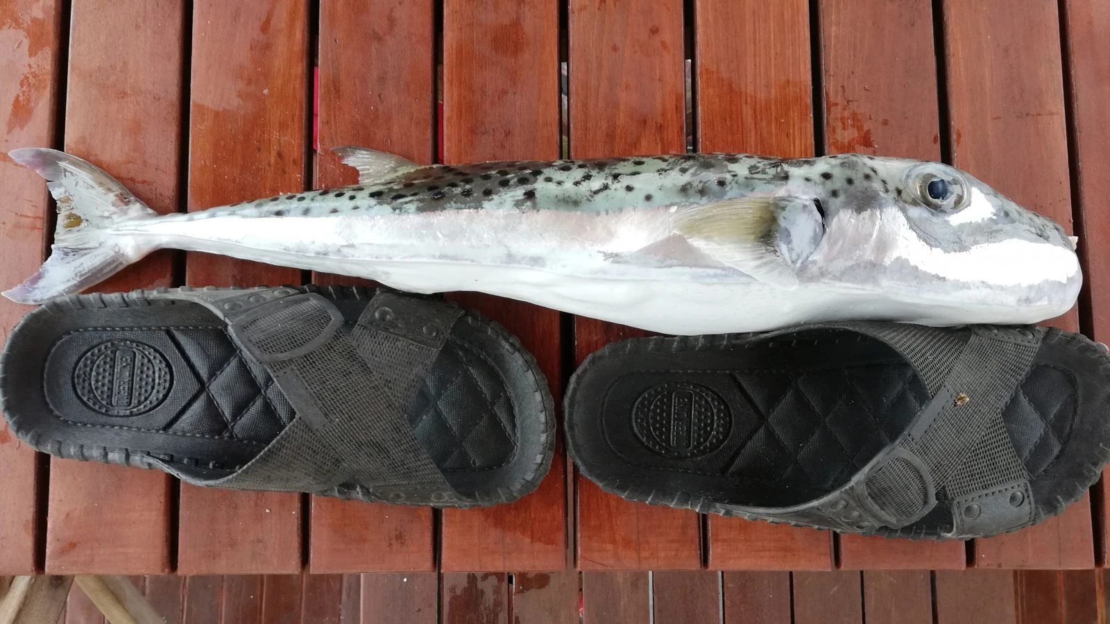 'Balon balığı' balıkçıların kabusu oldu