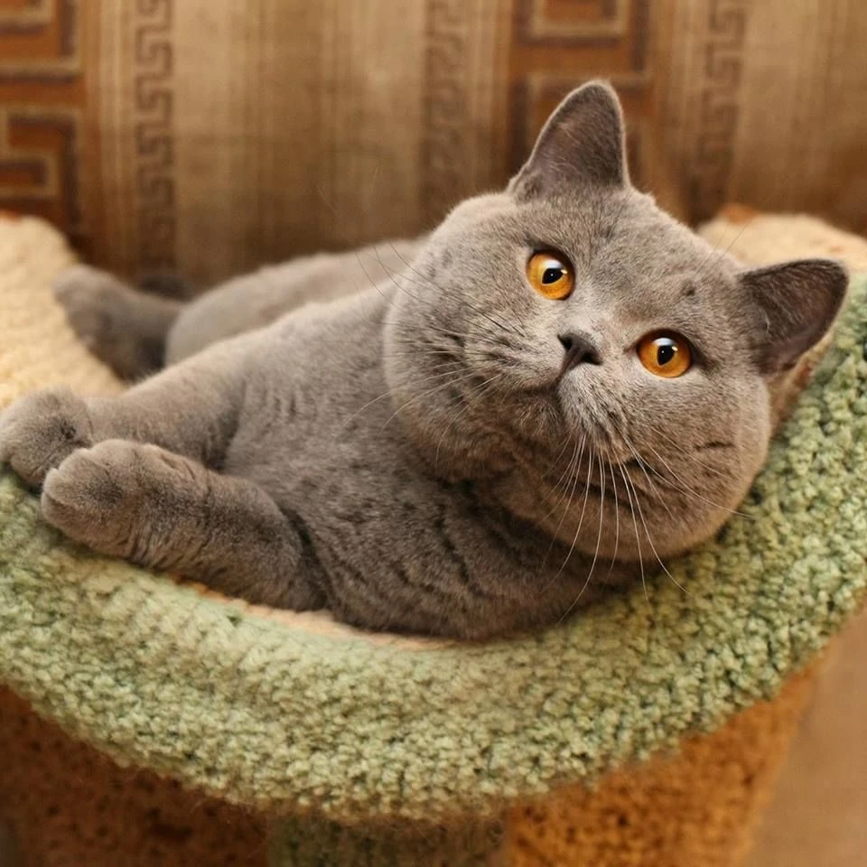 Kedi Tür ve Irkları Kedi Irklarının Karakteristik Özellikleri