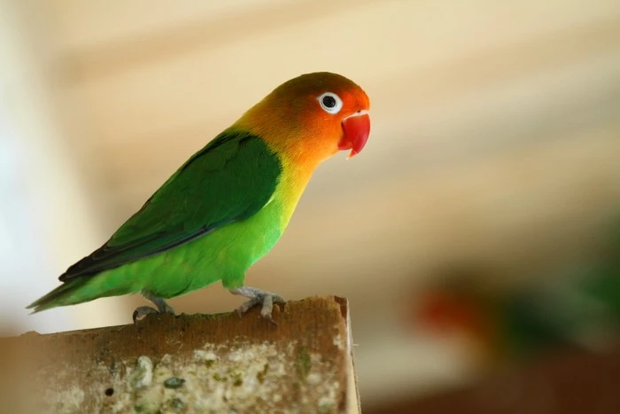 Papağan Türleri İsimleri Özellileri Ve Ömürleri