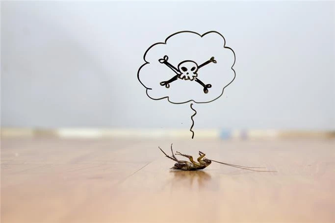 Evde Böcek Neden Olur? / Evde Böcek Olmaması İçin Neler Yapılmalı? 