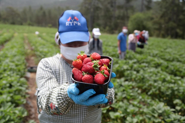 Tersine göçün başladığı dağ köyünde şimdi de ihracat sevinci