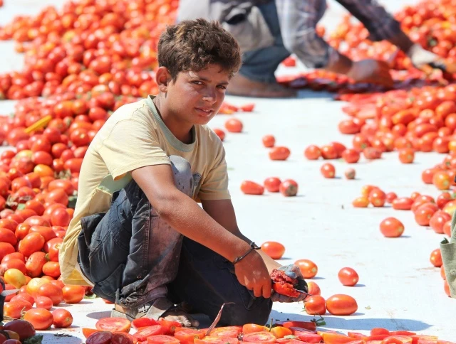 İzmir ovaları kırmızıya büründü