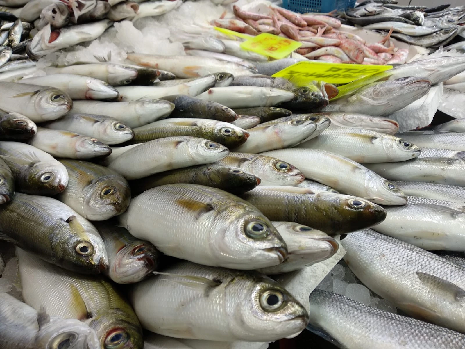 Balık alış fiyatları arttı, satışlar aynı