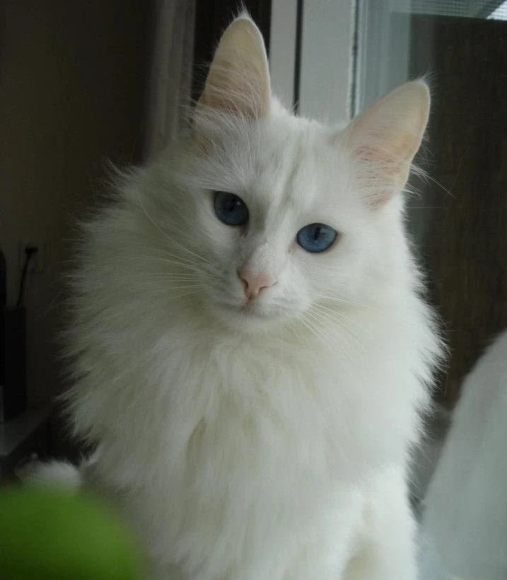 Kedi Tür ve Irkları Kedi Irklarının Karakteristik Özellikleri