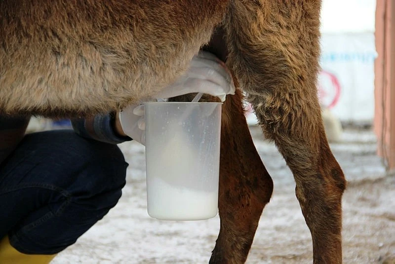 Eşek Sütünün İnanılmaz Faydaları