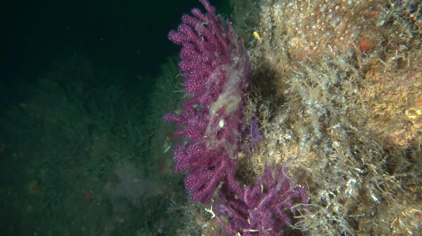 Tehlike büyüyor: Mujilas(deniz salyası) Marmara Denizi'ni kapladı