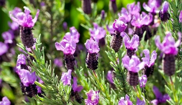 Karabaş Otunun Faydaları Nelerdir? Karabaş Otu Çayı Günde Kaç Bardak İçilmeli?