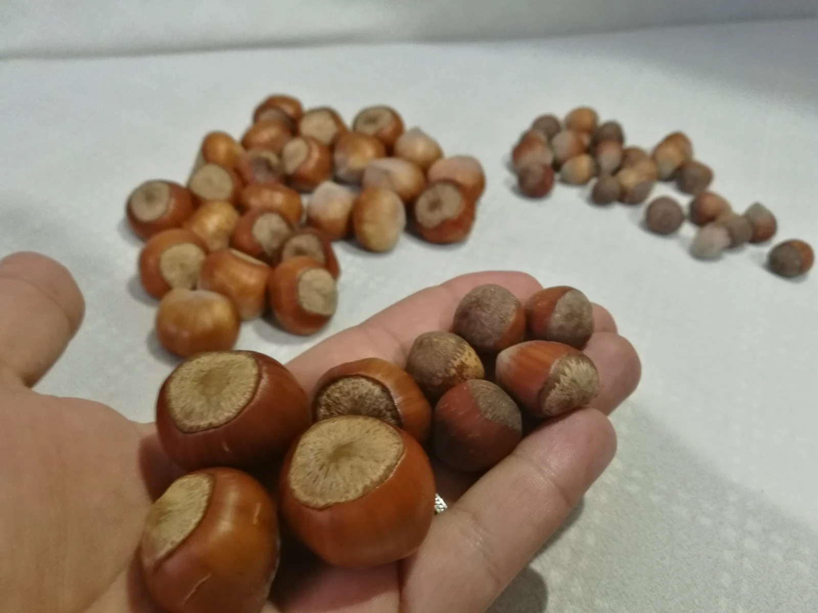 Ceviz büyüklüğündeki ‘fındık' şaşırtıyor