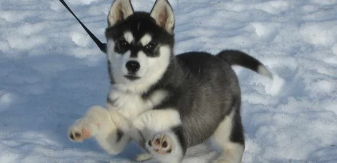 Dünyanın En Zeki ve En Akıllı Köpekleri