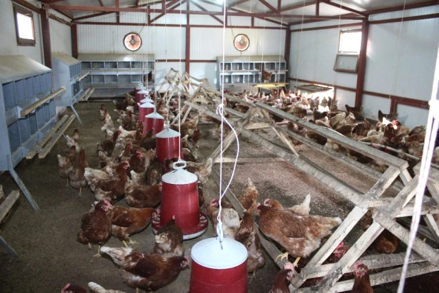 Atanamayan eşine destek olmak isteyen kadın, tavuk çiftliği kurdu