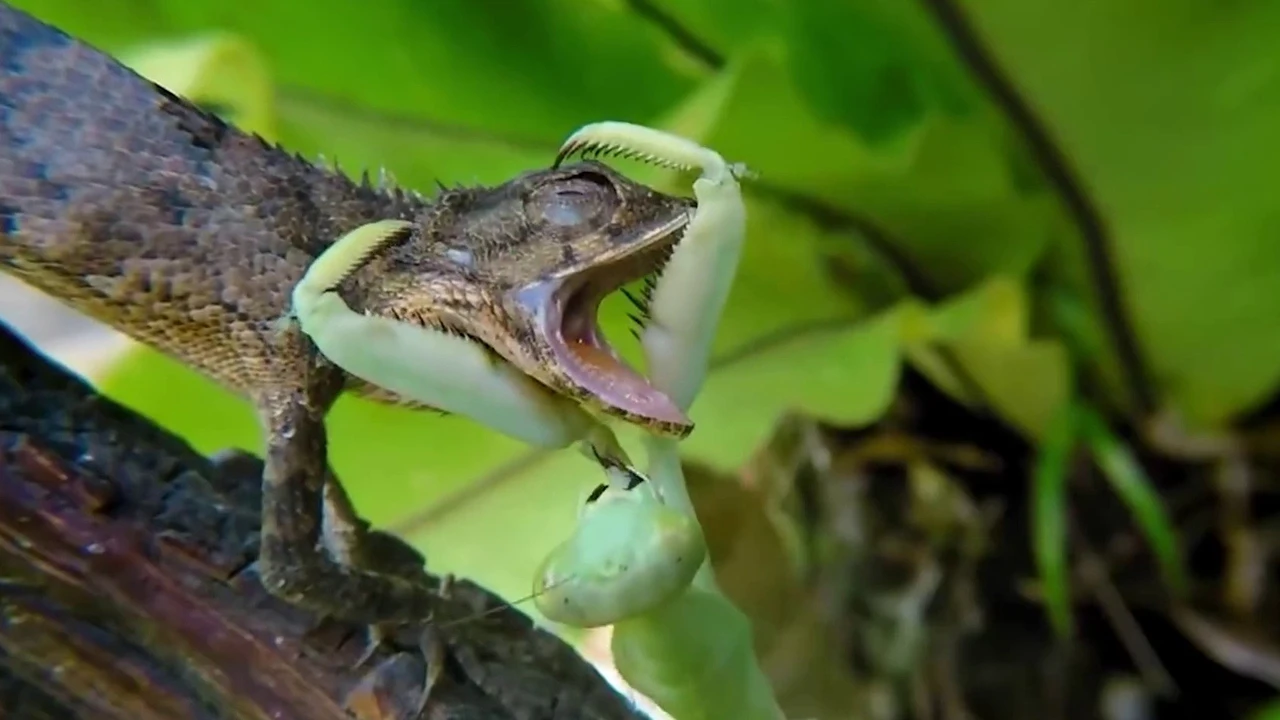 Vahşi doğada yaşayan korkusuz polis