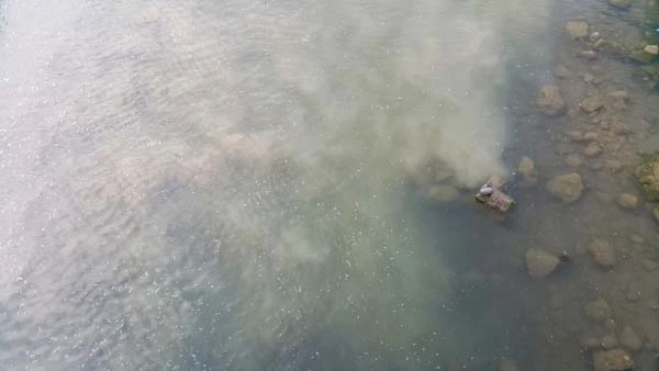 Kaplumbağalar ilçede deprem paniğine yol açtı