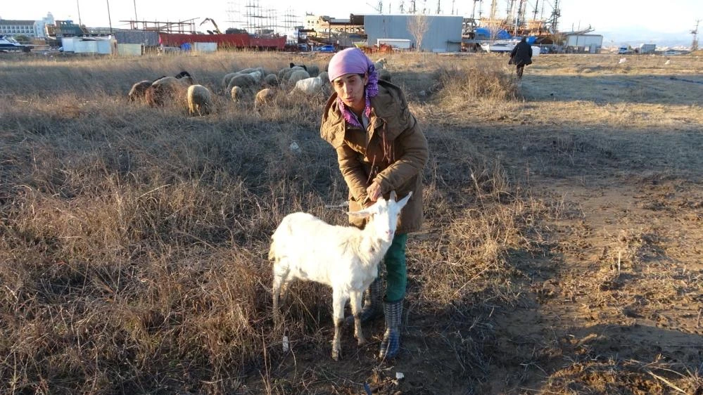 Sahipsiz pitbull dehşeti! Keçi yavrusunu kaçırıp yediler