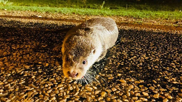 Sinop'ta ilk defa su samuru görüntülendi!