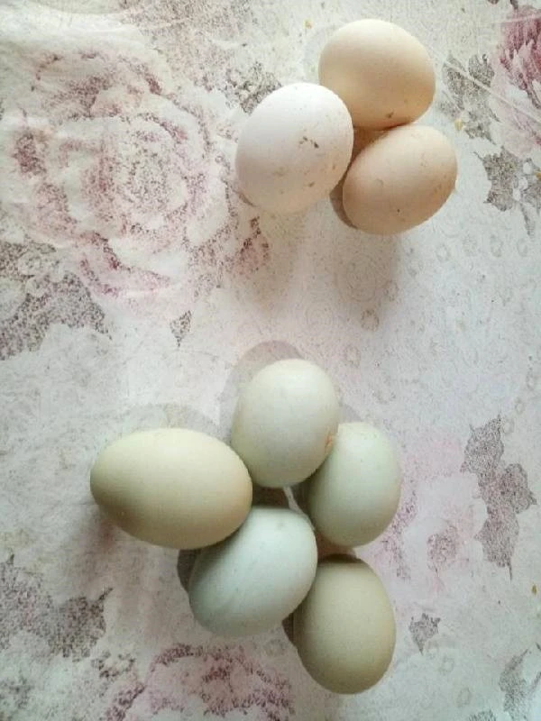 Değerini öğrenince kesmekten vazgeçip üretime başladı