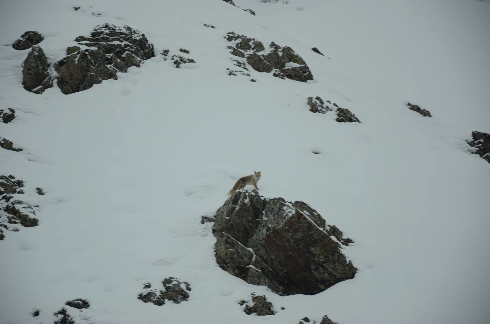 Şırnak'ta aç kalan tilki yola indi