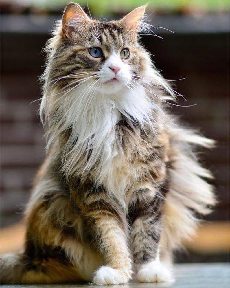 Kedi Tür ve Irkları Kedi Irklarının Karakteristik Özellikleri