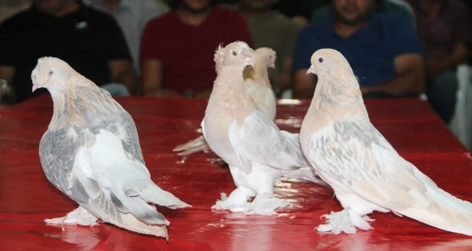 Araba fiyatına güvercin