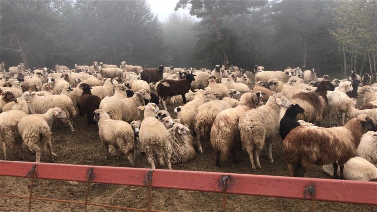 İstanbul'da 90 milyonluk vurgun! Parayla çiftlik kurdular
