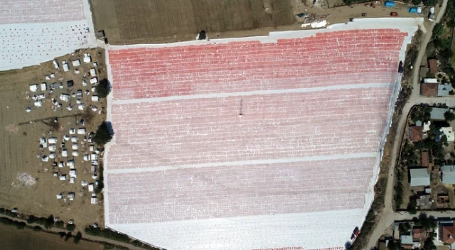 İzmir ovaları kırmızıya büründü