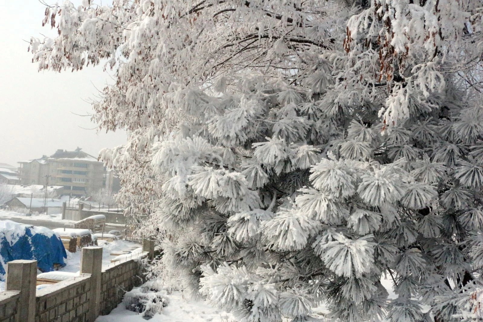 Ağrı’da Sibirya soğuğu ve sis