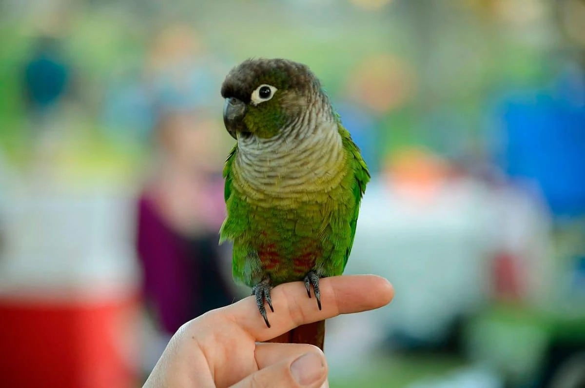 Papağan Türleri İsimleri Özellileri Ve Ömürleri