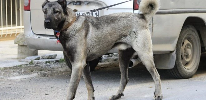 Dünyanın En Zeki ve En Akıllı Köpekleri