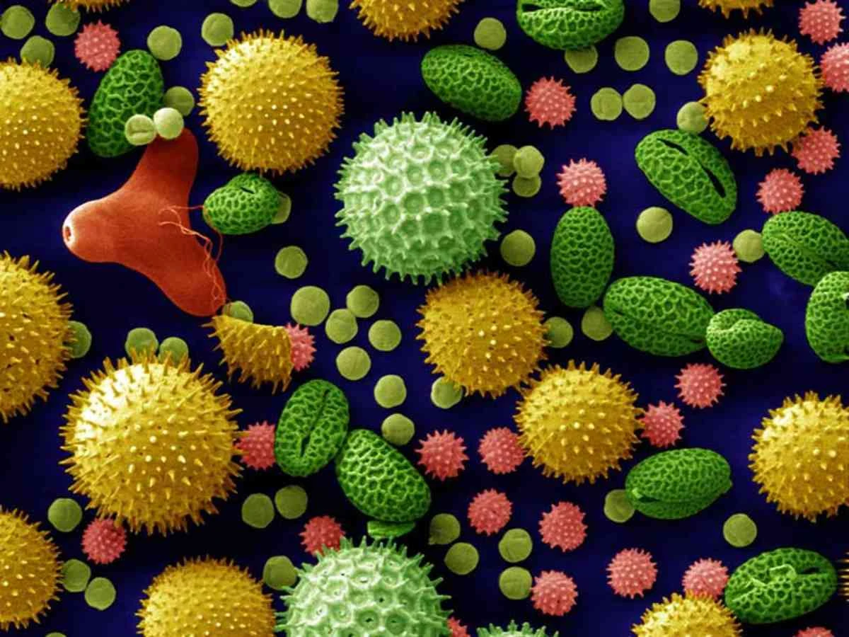 Alerji Nedir? Alerjen Nedir? Solunum Yolları Alerjilerinin Sebepleri Nelerdir?