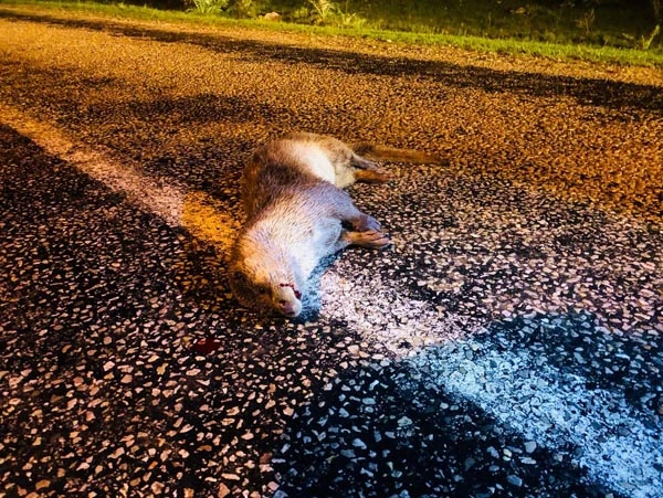 Sinop'ta ilk defa su samuru görüntülendi!