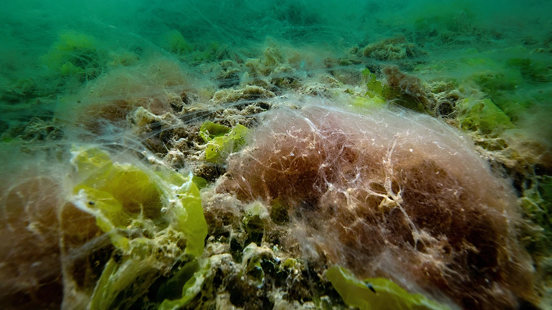 Tehlike büyüyor: Mujilas(deniz salyası) Marmara Denizi'ni kapladı