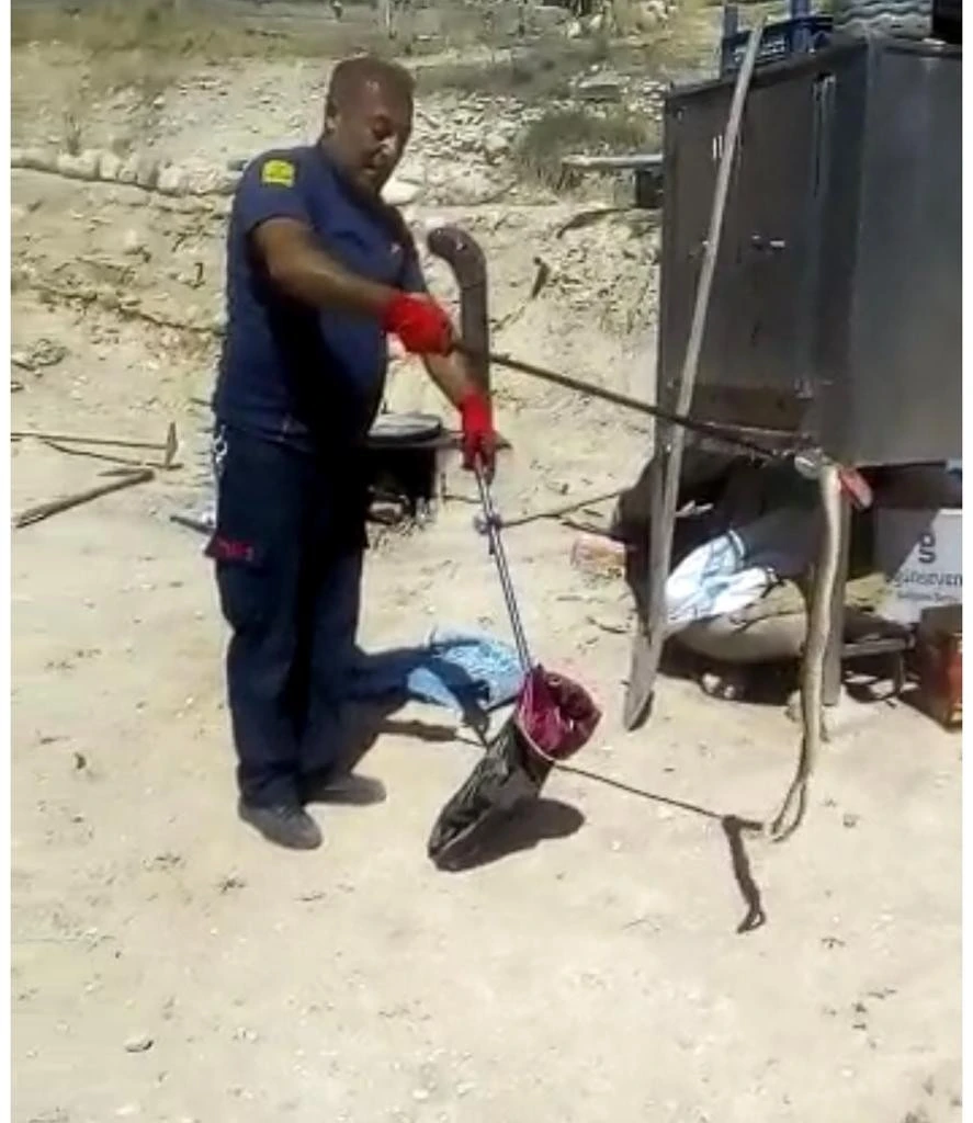 Ereğli'de görülen yılan korkuya neden oldu