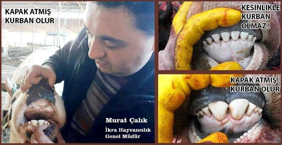 Dinimize göre kurban olabilecek hayvanın yaşı kaç olmalı? Nelere dikkat edilmeli