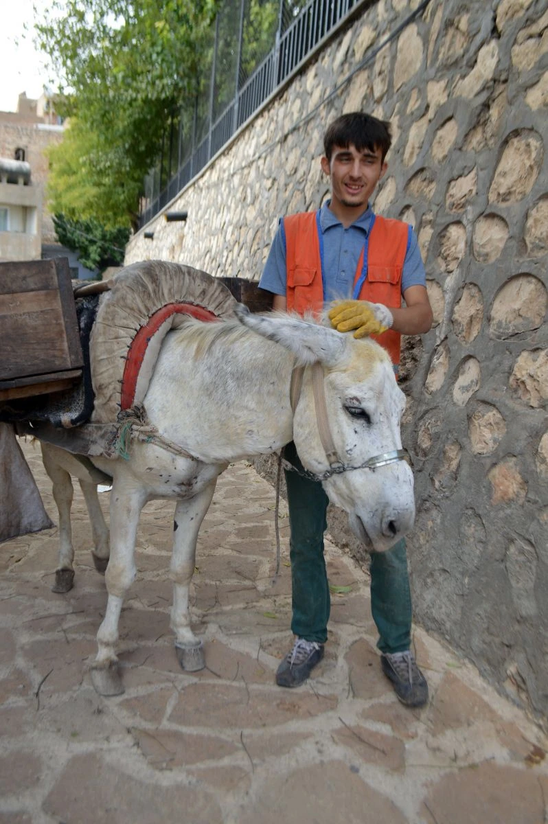 Eşek kadrolu, üniversite mezunu sözleşmeli
