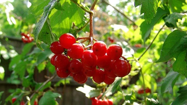 "Gilaburu"nun faydaları bilimsel olarak kanıtlandı