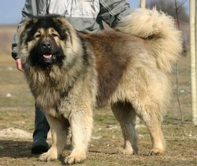 Dünyanın En Zeki ve En Akıllı Köpekleri