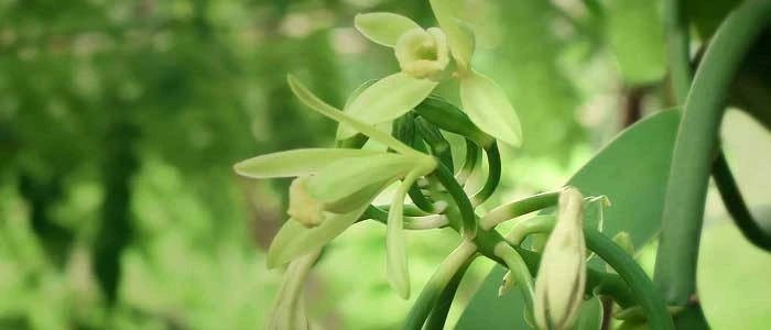 Vanilya Nedir? Ne İçin Kullanılır? Vanilyanın Fayda ve Zararları Nelerdir?