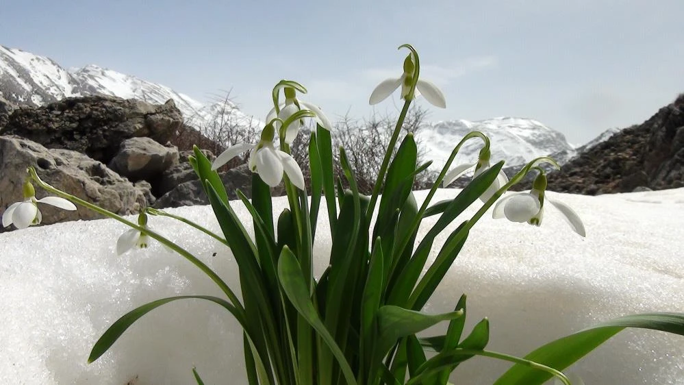 Torosların gelinliği kardelenler karların arasından yüzünü gösterdi