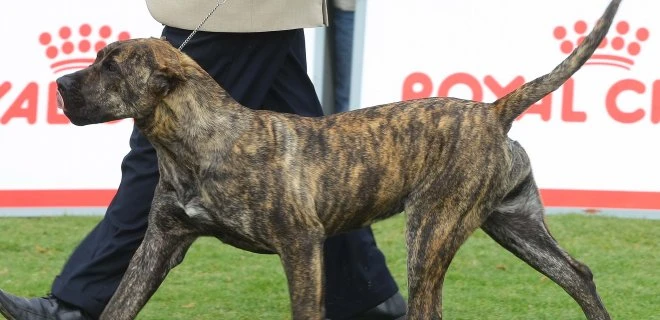 Dünyanın En Zeki ve En Akıllı Köpekleri