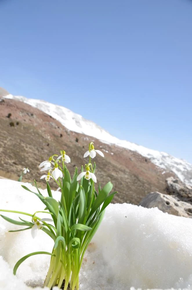Torosların gelinliği kardelenler karların arasından yüzünü gösterdi