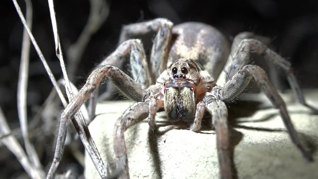 Vahşi doğada yaşayan korkusuz polis